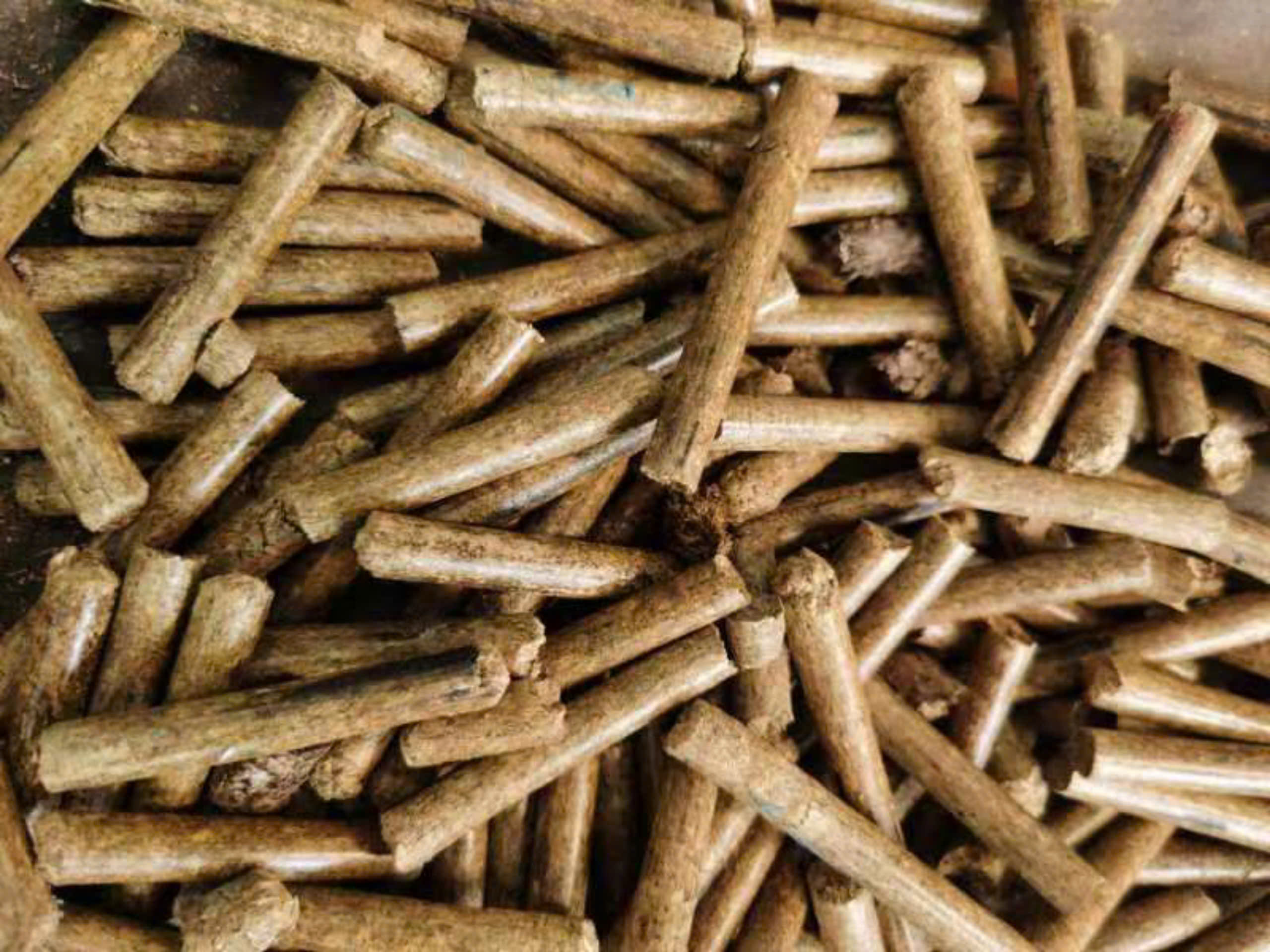 Cánh đồng cỏ voi